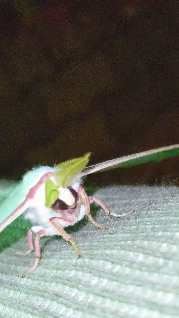 【03】オオミズアオ、オナガミズアオセット 公式ショップ】 国産 蛾 標本 オオミズアオ・オナガミズアオ