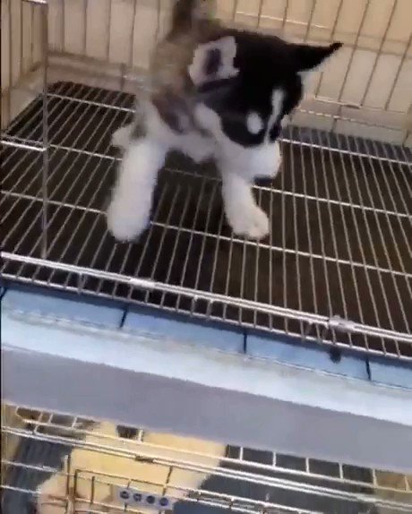 animals going goblin mode on X: / X