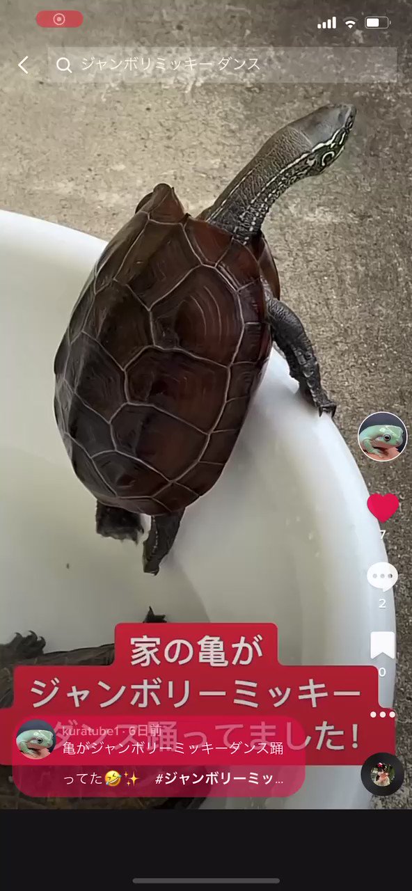 蝦仙人になりたい Kura Tube Twitter