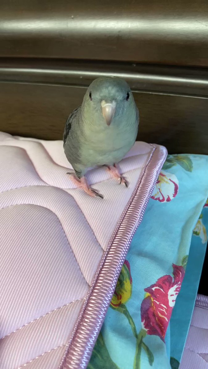 どこからかLINEの呼び出し音が聞こえる！？と思ったら、インコの鳴き声だった。