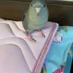 どこからかLINEの呼び出し音が聞こえる!？と思ったら、インコの鳴き声だった。