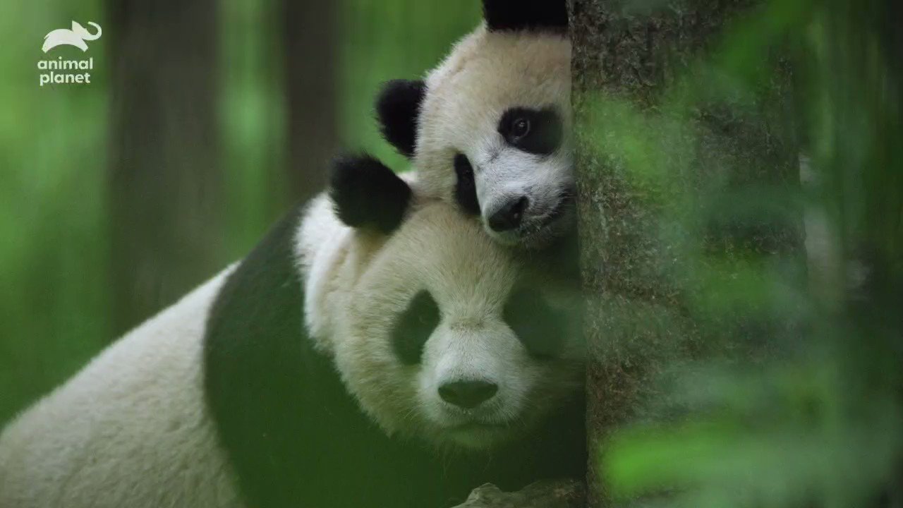 Animal Planet India on Twitter: Animal Planet India on Twitter:
