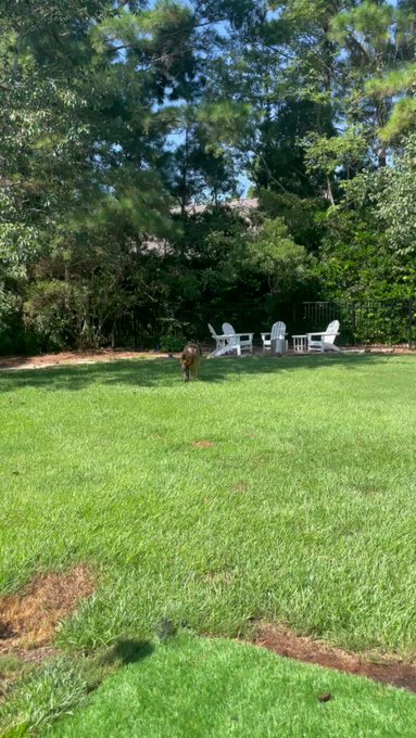 He likes twigs and logs there is no in between. https://t.co/mFvLxWNNAS