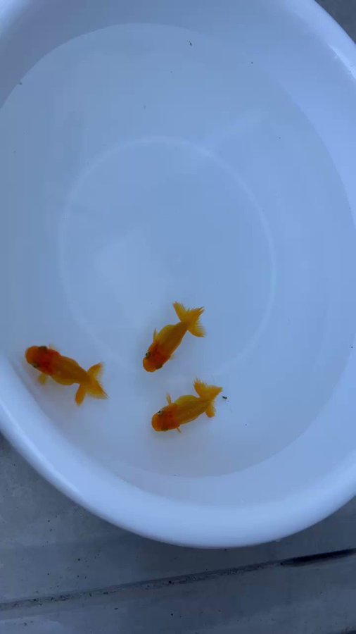 金魚すくいの道具の名前はポイ 紙の厚さや裏表の見分け方を解説 きんぎょりうむ