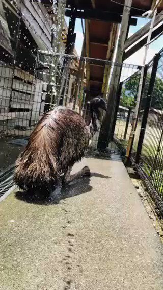 こんにちは😊 エミューのつる(♀)がいいお天気の日に水浴びしてました✨ 気持ちよさそうです☺️ 本日も暑さに負けず頑張りましょう‼ ＃夏休み