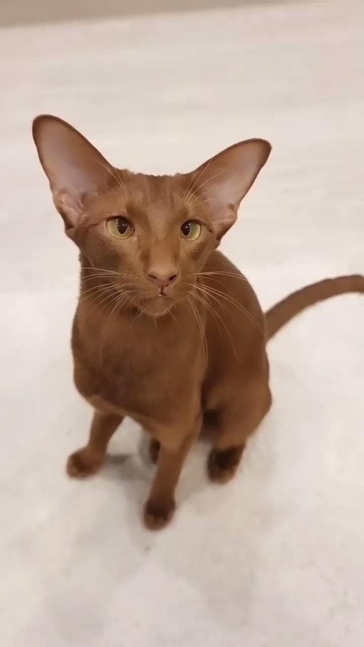 rexton oricat s video Tweet