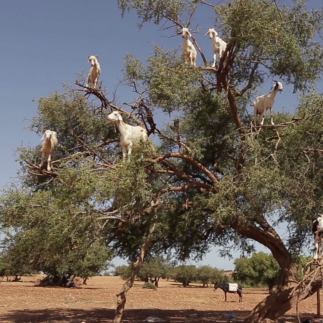 Tristan Mendès France on Twitter 