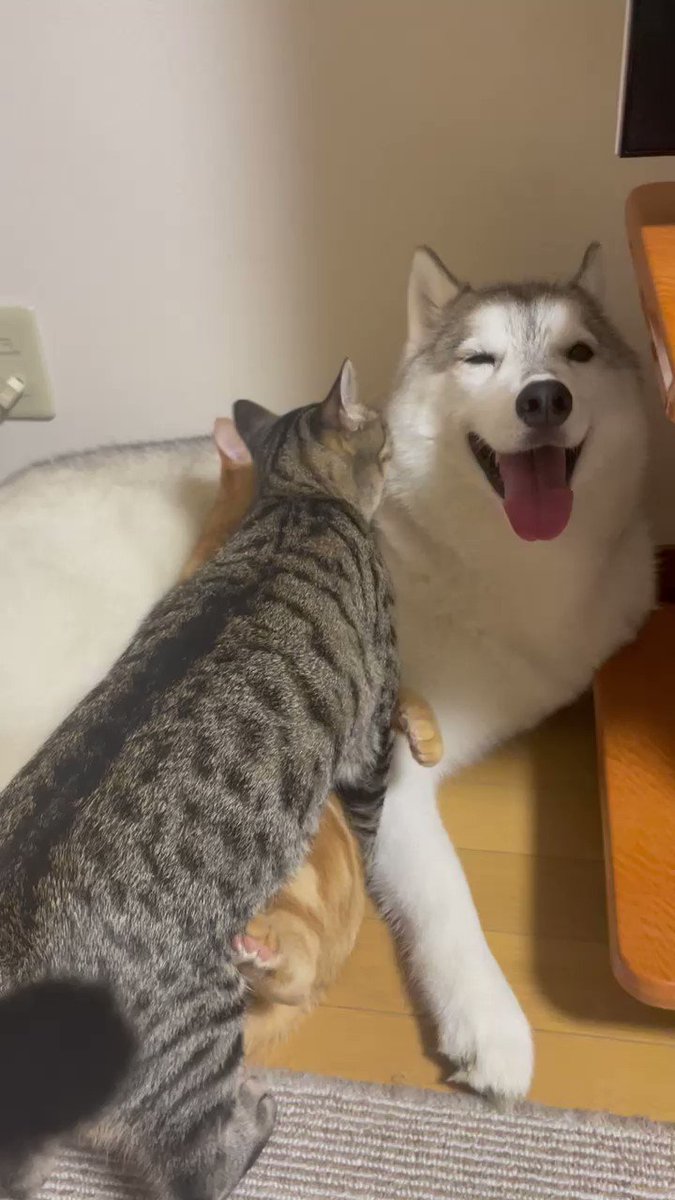 犬の口元が気になる猫たち そのシュールな様子にクスッ Grape グレイプ 犬の口元が気になる猫たち そのシュールな様子にクスッ Grape グレイプ