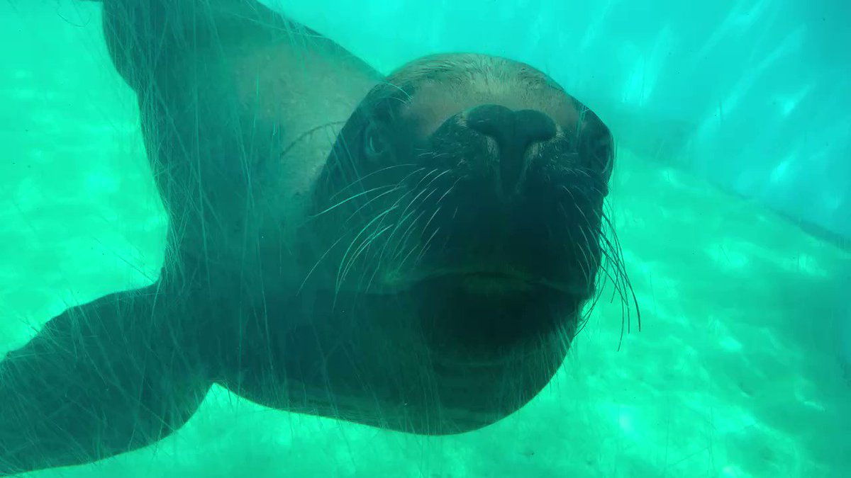 本日 8月6日はオタリア の マルコム 5歳のお誕生日 好奇心旺盛で遊ぶのが大好きなマルコム 是非ガラス面を覗いてみてください 八景島 シーパラ ふれあいラグーン オタリア 誕生日 戸塚区 戸塚区民ニュース 本日 8月6日はオタリア の マルコム 5歳のお誕生日 好奇心旺盛で遊ぶのが大好きなマルコム 是非ガラス面を覗いてみてください 八景島 シーパラ ふれあいラグーン オタリア 誕生日 戸塚区 戸塚区民ニュース