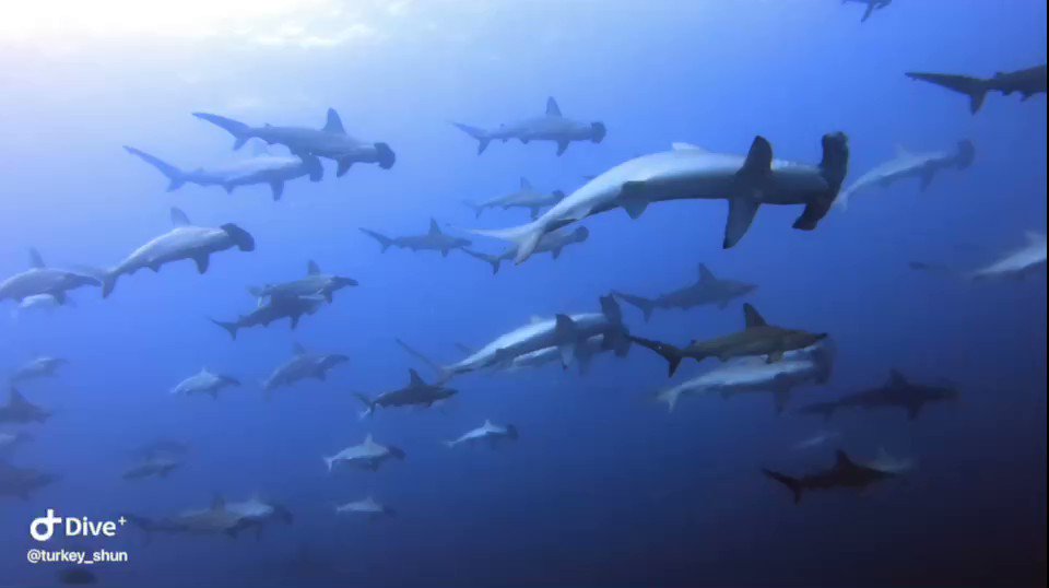 Sea Shell便ダイバー店長 Seashell Diver Twitter Sea Shell便ダイバー店長 Seashell Diver Twitter