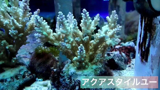 極美 石垣島産 ハタゴイソギンチャク Whiteyellow 約１２ ０２６ Www Celiasantos Com Br