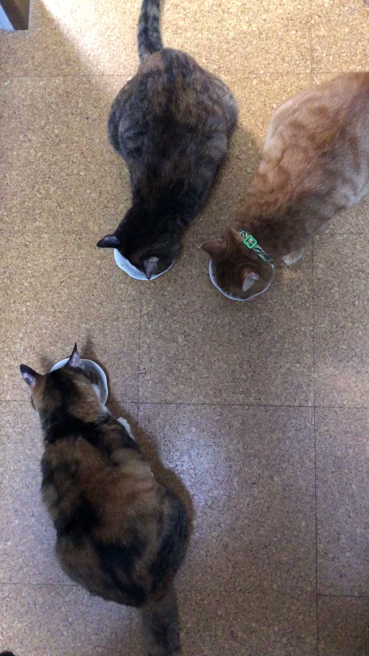 三毛猫いちご (@mikenekoichigo) / X