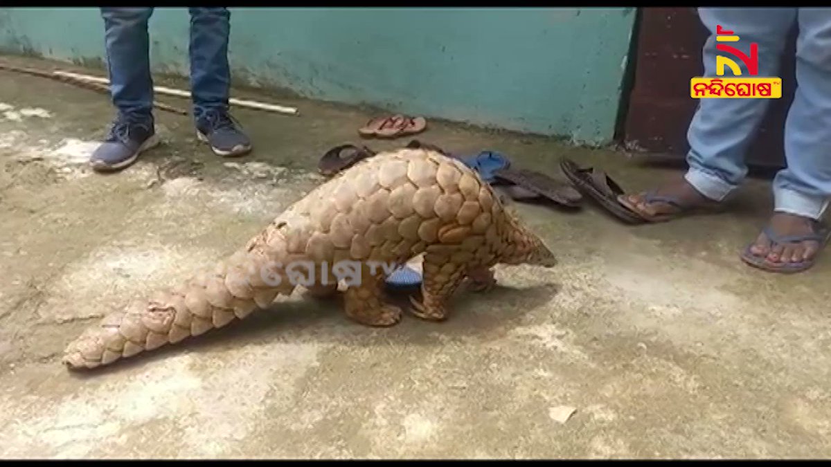 NandighoshaTV on Twitter: NandighoshaTV on Twitter: