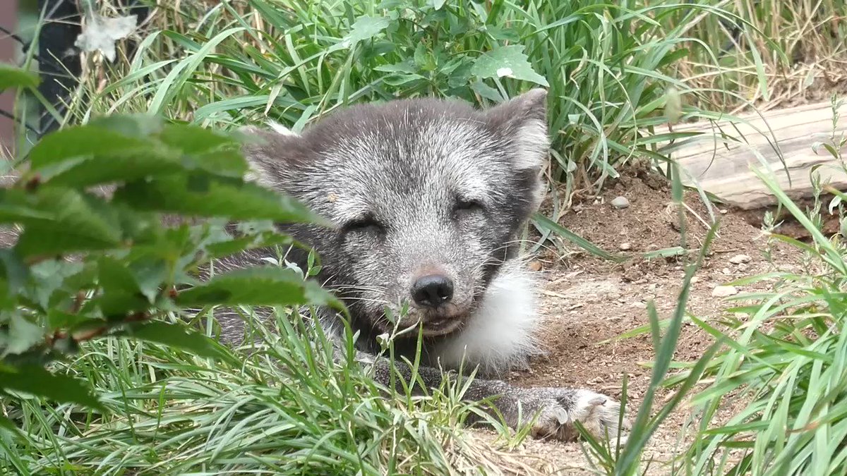 旭川市旭山動物園 公式 昨日のホッキョクギツネ 旭山動物園 Asahiyamazoo ホッキョクギツネ Arcticfox T Co 0msezqhml1 Twitter 旭川市旭山動物園 公式 昨日のホッキョクギツネ 旭山動物園 Asahiyamazoo ホッキョクギツネ Arcticfox T Co 0msezqhml1 Twitter