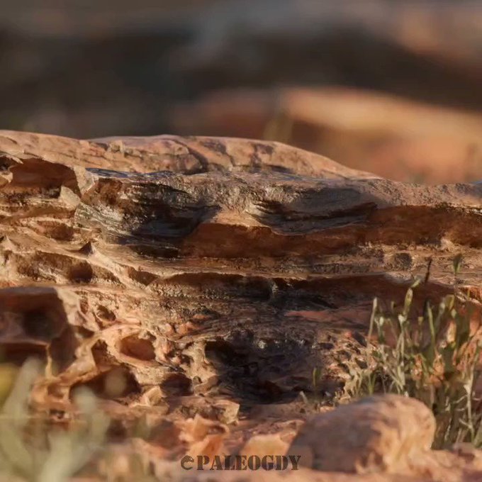 Dinosaurio espinoso descubierto en Argentina revela linaje desconocido