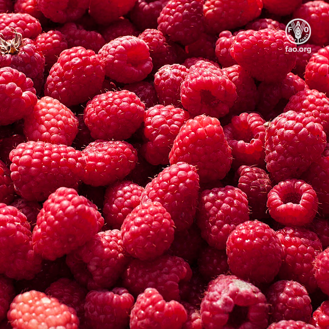 food-and-agriculture-organization-on-twitter-red-coloured