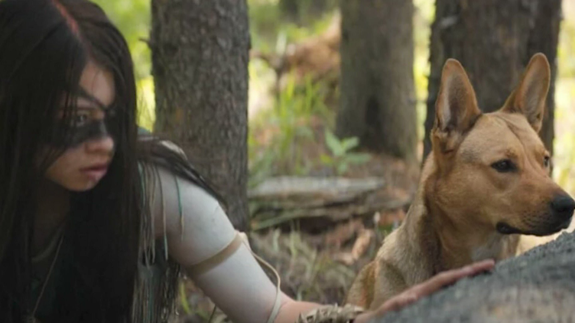 Alexa Farrell on Twitter "PUP A dog goes from animal shelter