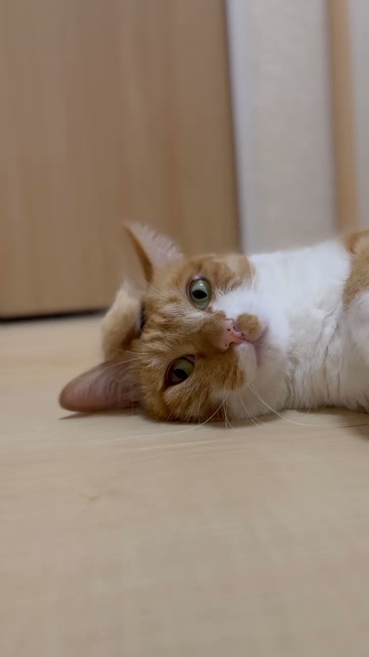 Follow ジュレッタ 犬猫のための 食べるお水 おいしく水分補給ができる手作りゼリーの素 S Wishamllc Latest Tweets Twitter