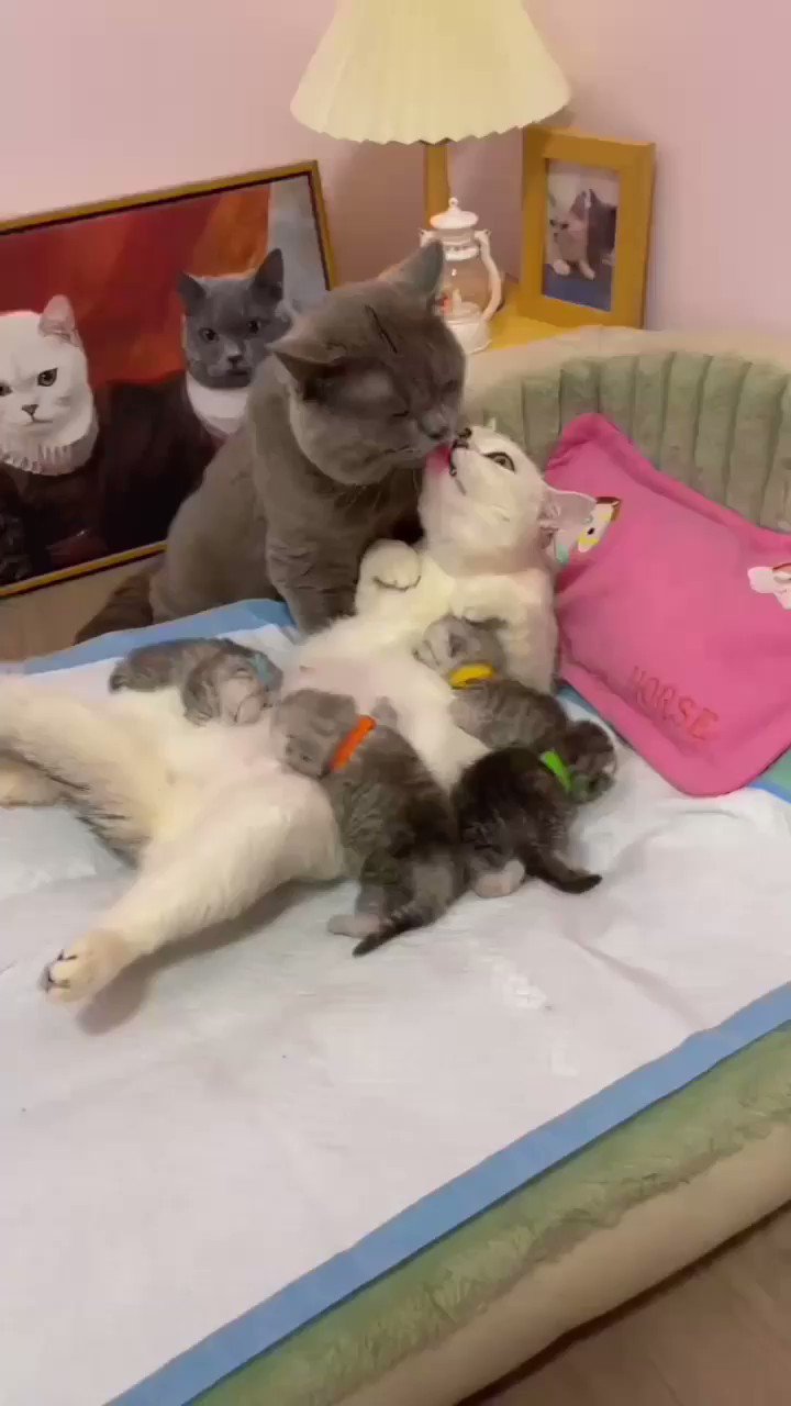 Yirtilgan eshakning surati