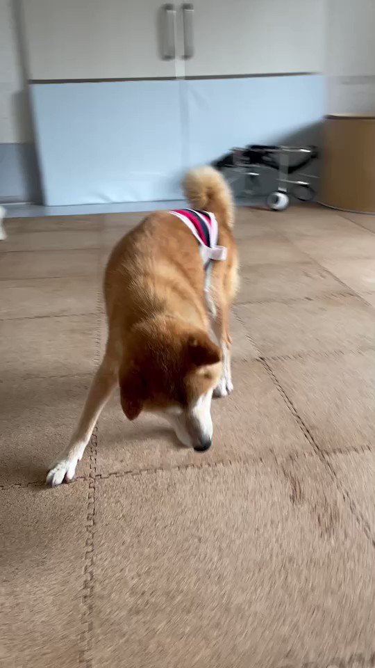 立ち上がるのも難しかったシニア柴犬 歩くことを諦めず 努力の結晶に 頑張ったね 偉いね と称賛の声 1 2 ページ ねとらぼ