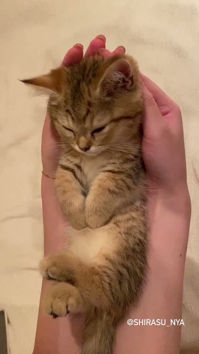 ヘソ天子猫の作り方 飼い主さんの手技によりあっという間にスヤァする猫さん 最後のとこ好き Togetter