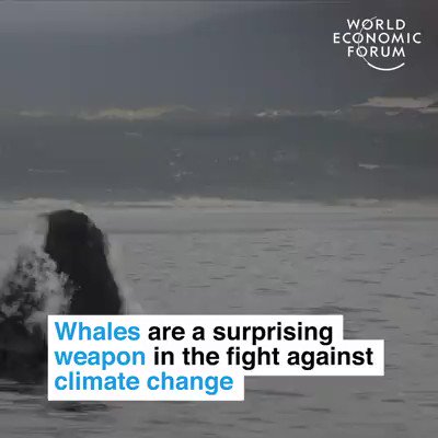 #Norway #PM @jonasgahrstore,#Whales help mitigate #globalwarming. What value shall we place on global warming mitigation?#Whaling is on the wrong side of #humanity’s war on #globalwarming. Will you help Norway to get on the right side of #history? 