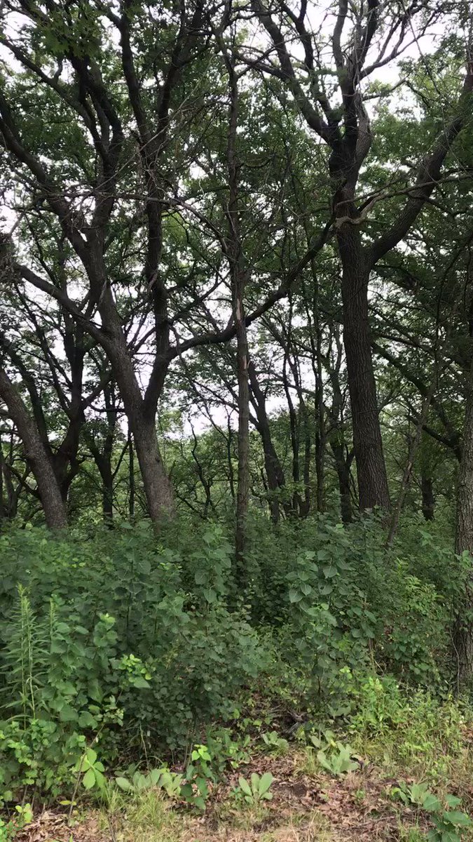 Another cool and cloudy day out. Nice change though from the hot muggy weather we’ve had lately
#dailywalk #getoutside #Minnesota https://t.co/lk0JeRF5CI