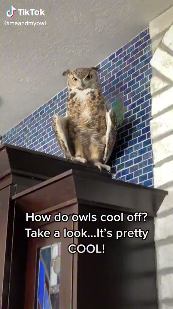THIS OWL CREATURE IS PRETTY COOL!