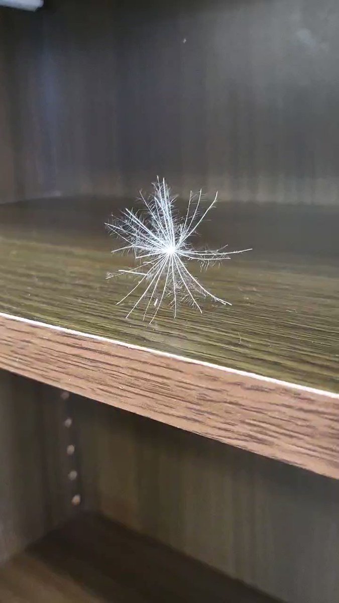 ケサランパサランはどこにいる 本物との見分け方を分析 ケ サラ サラ の日々 ブログ