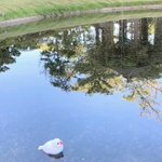 ツイートに含まれる画像