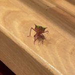 ご先祖様が、虫に転生してお盆に帰ってきた!？手を振るカメムシが尊い。