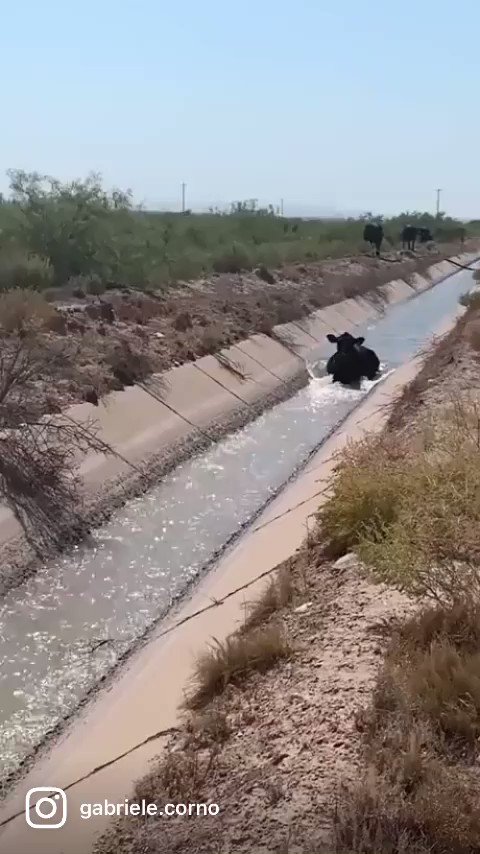 RT @Gabriele_Corno: Oh, to be a cow floating peacefully along an irrigation canal in this hot summer https://t.co/n1Yv36KNZc
