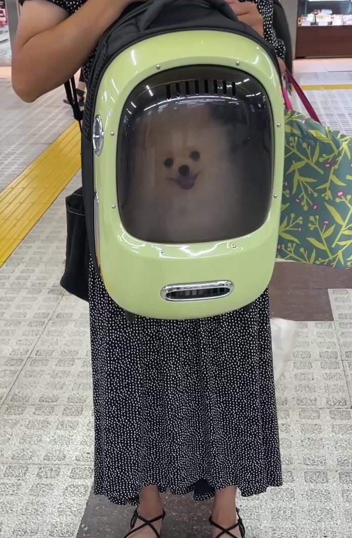 仕事の関係で数日間、離れ離れだった
わた毛と再会した結果、、、

#飼い主目の前にいるよ
#ポメラニアン #わた毛LIFE  #犬
#DogsofTwittter #dog https://t.co/7D5lGLZ7bu