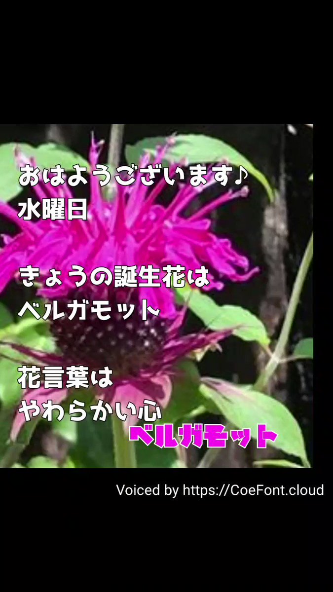 誕生花言葉 Twitter Search Twitter