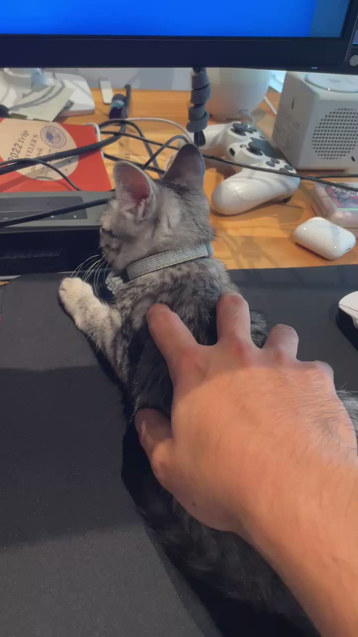 ねこにゃむ Yasuhiro Osawa (@nyam_papa) • Instagram photos and videos