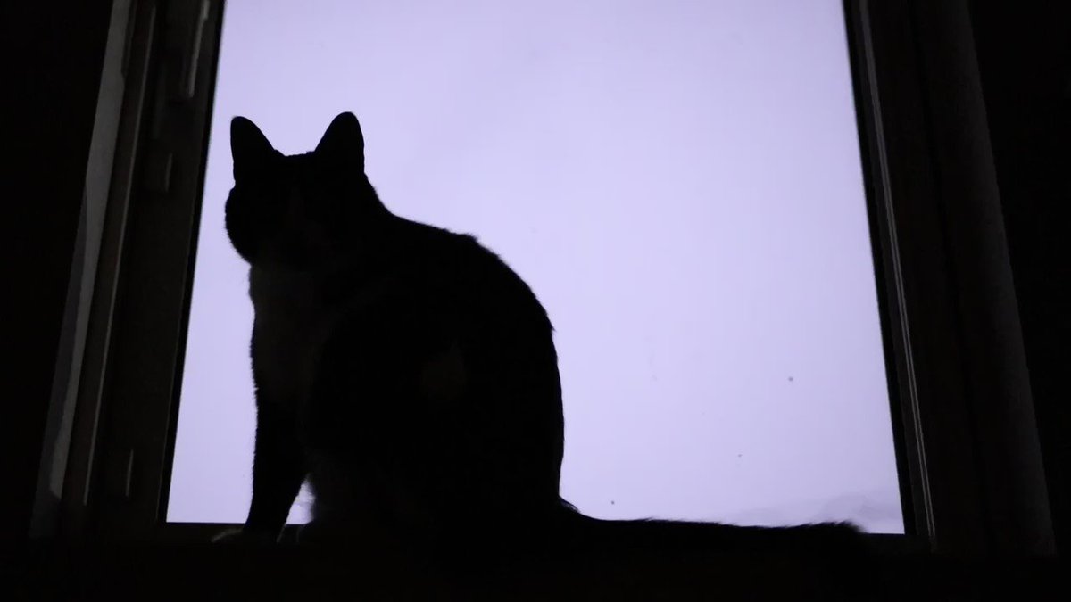 カミナリが激しく鳴り光る深夜 窓辺の 猫 が怖過ぎる ホラー映画みたいな動画に 何このラスボス感 こっち見てて怖い まいどなニュース