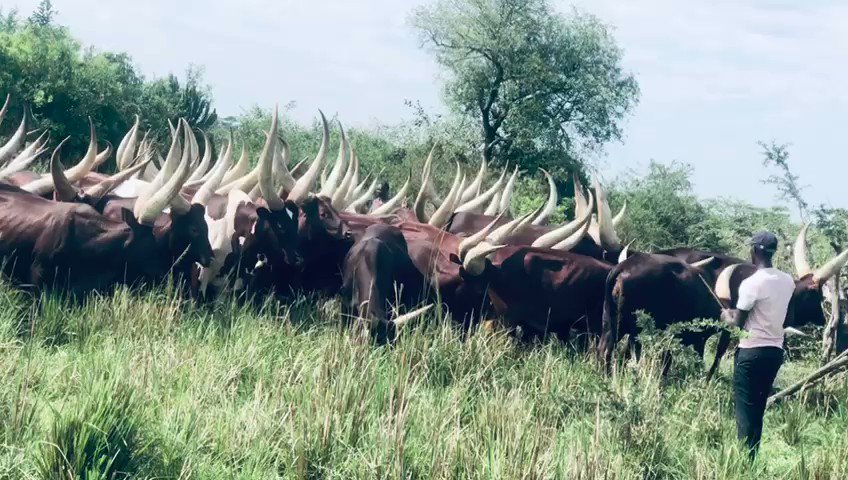 本物の牛のツノ！！ Amazon.co.jp: 牛羊用電気除角器、1700W電気ビッグ牛除角器大人