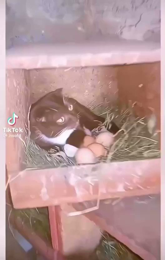 cat-society-on-twitter-https-t-co-gb4gubb9vn-twitter