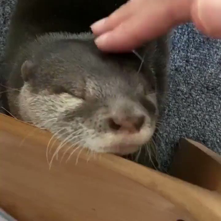 Mikey || Otter Enthusiast 🦦 🌊🦪 on Twitter: "this could be us https://t ...