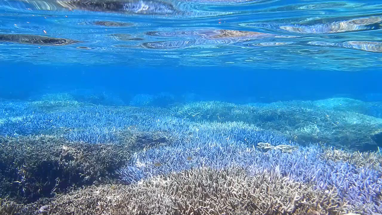 沖縄の海に異変 進むサンゴの 白化現象 原因は Twitter