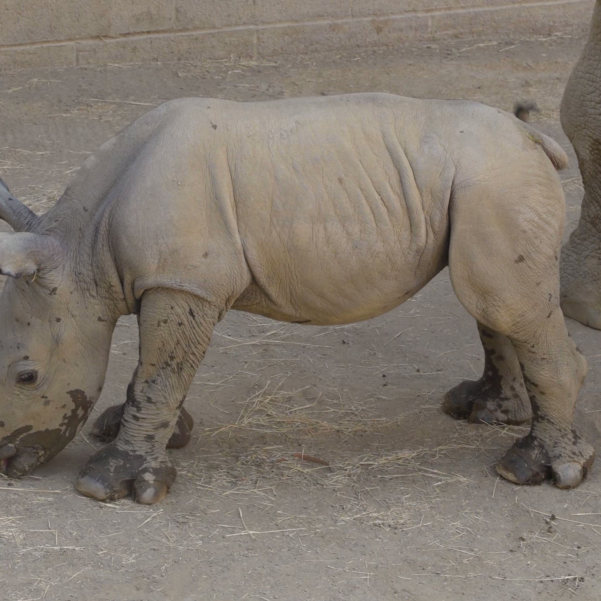 San Diego Zoo Wildlife Alliance on Twitter: "Crashing your feed with