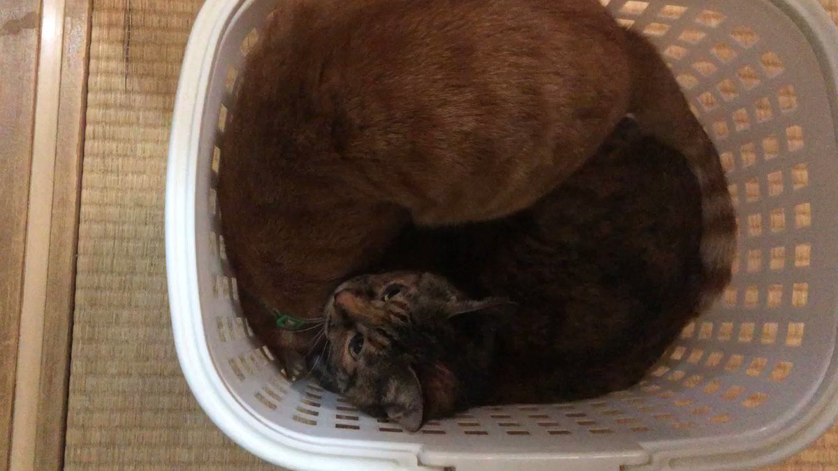 三毛猫さん♡いちご大福 三毛猫さん♡いちご大福