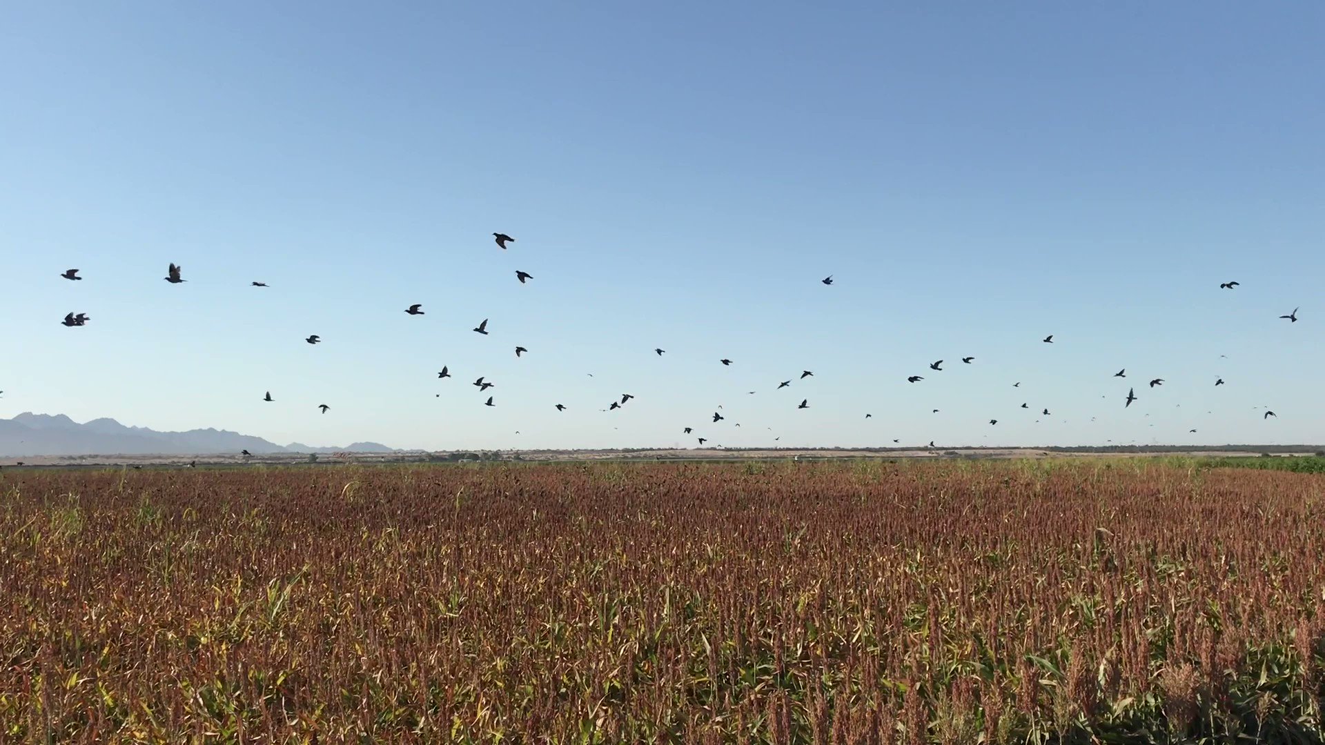 Arizona Game & Fish on Twitter "Dove Season outlook is great! All