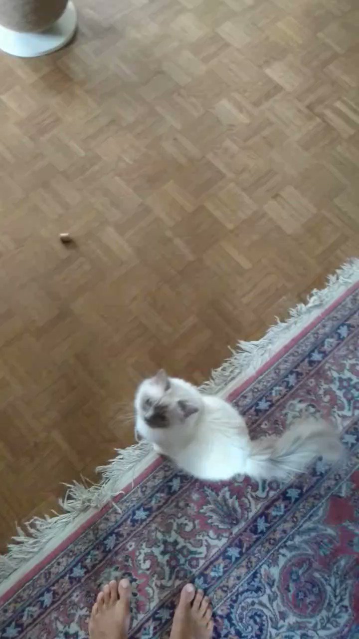 riva-des-sacr-s-baldis-on-twitter-hi-furriends-look-what-i