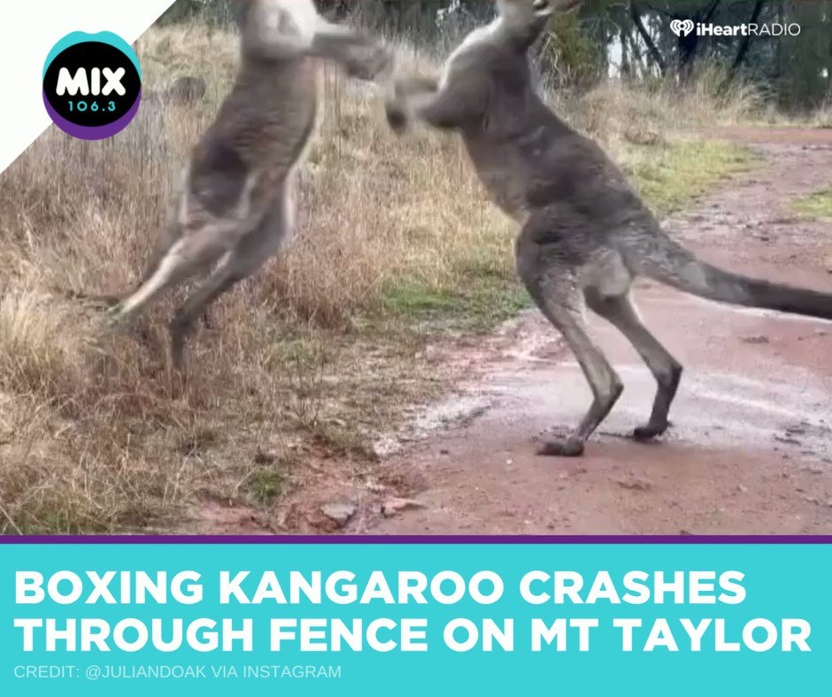 Mix Canberra on Twitter "Let's get ready to 'Roo'mble 🥊 A pair of