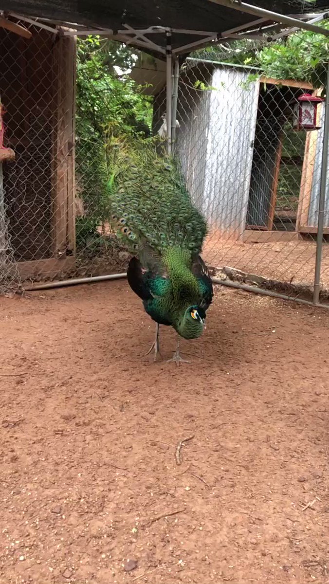 RT @Poonam_Datta: Enchanting Peacock Dance https://t.co/qAUFZTiBBV