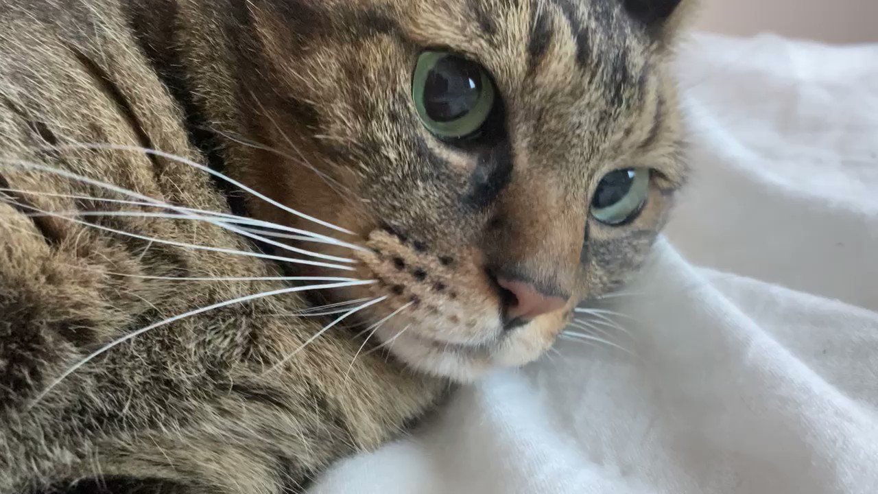 獣医にゃんとす ねこの教科書発売中 猫の飼い主さんなら絶対知っておいてほしいことなのですが 安静にしているにも関わらず動画のように鼻をヒクヒクさせて呼吸していたら迷わず動物病院を受診してください 鼻翼呼吸 といって 肺や胸に水が溜まって