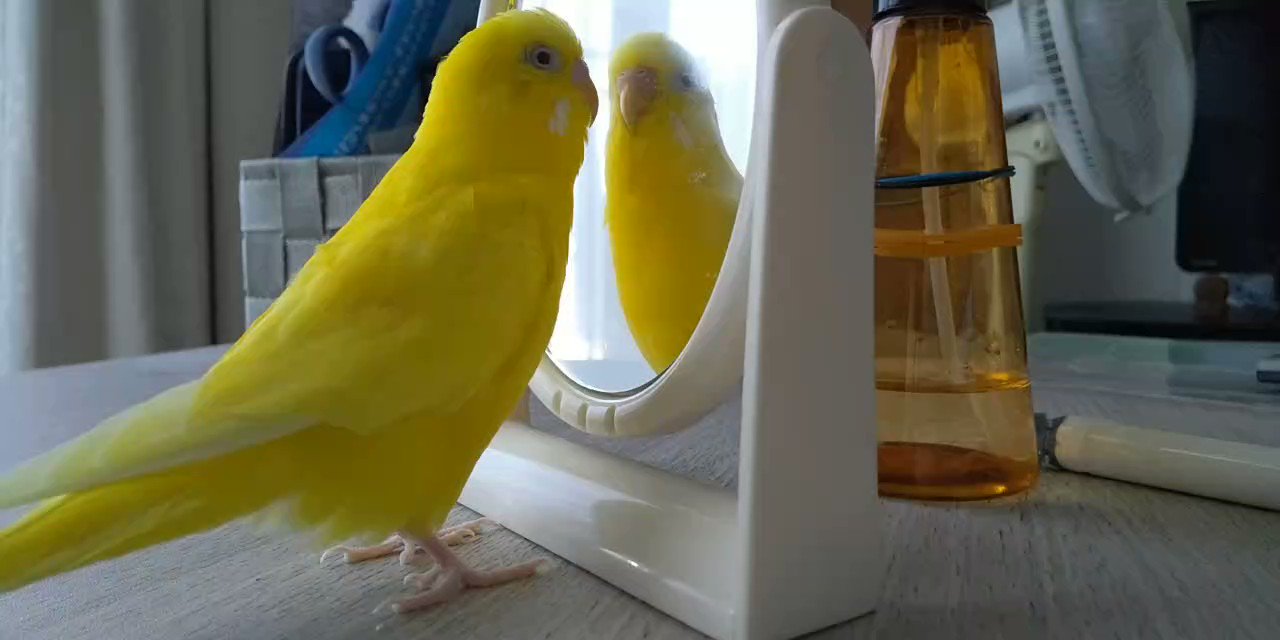 キイロイインコ ♪ Ikura and Toro Greetings イクラとトロ ごあいさつ #イクラ