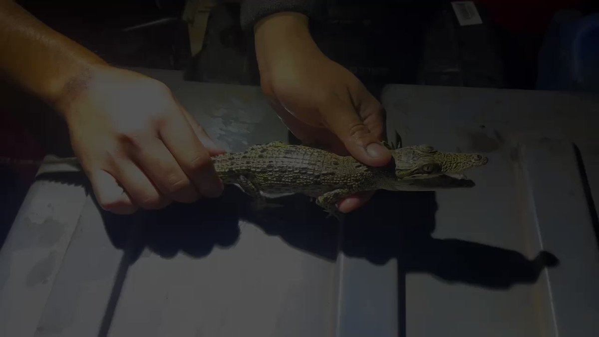 ワニが好きなんです 株式会社コアテック