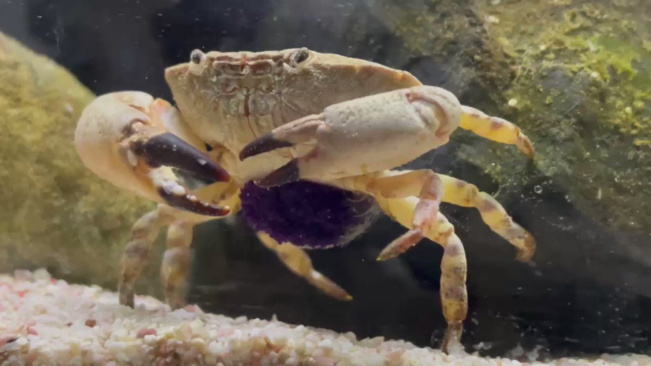 カニ 海に浮かぶ団地 ソフビ かにです | ソフビ万博